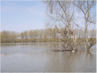 Copaci &icirc;n apă pe malul Nistrului (Vadul lui Vodă)